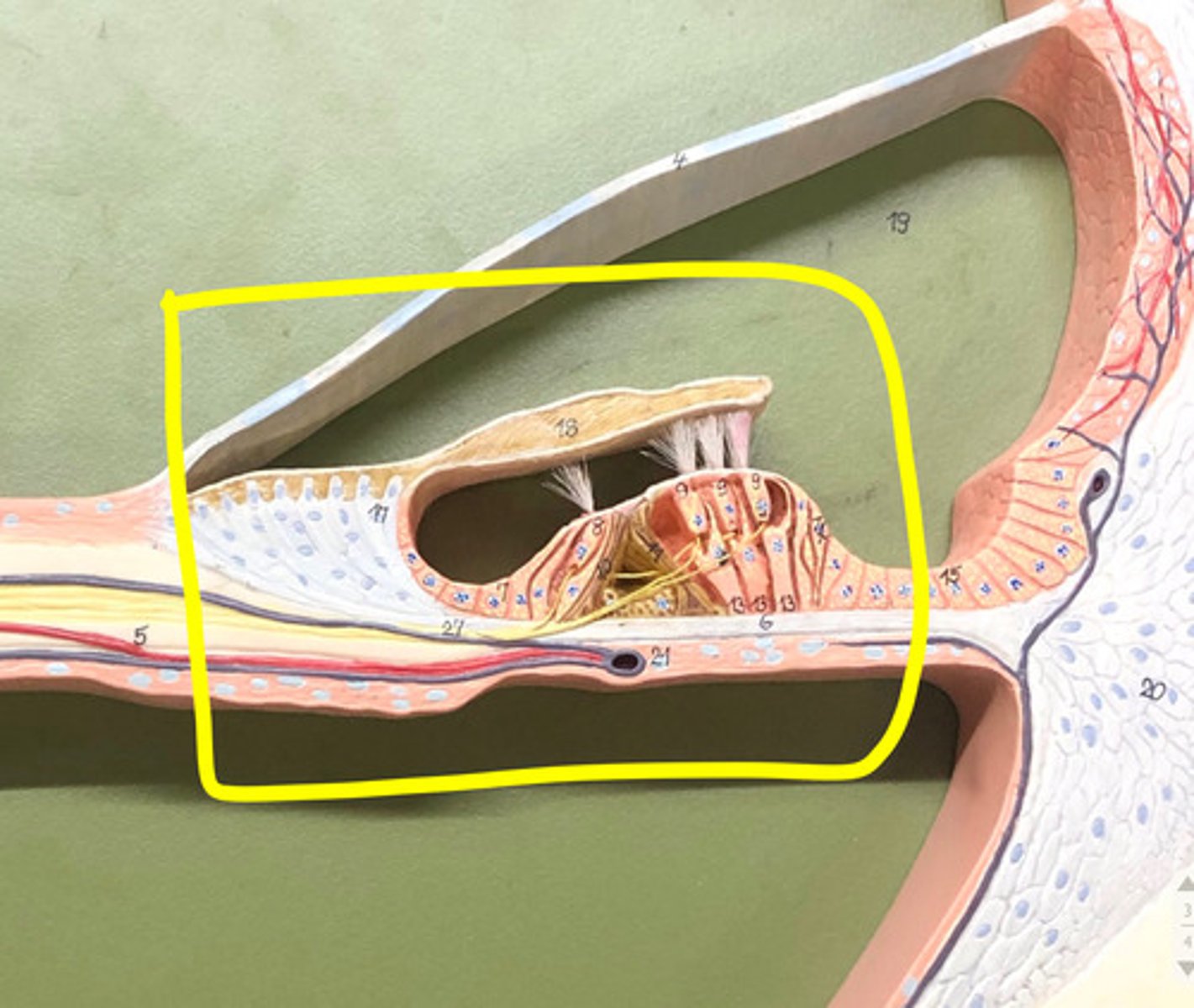 <p>Name this structure</p>