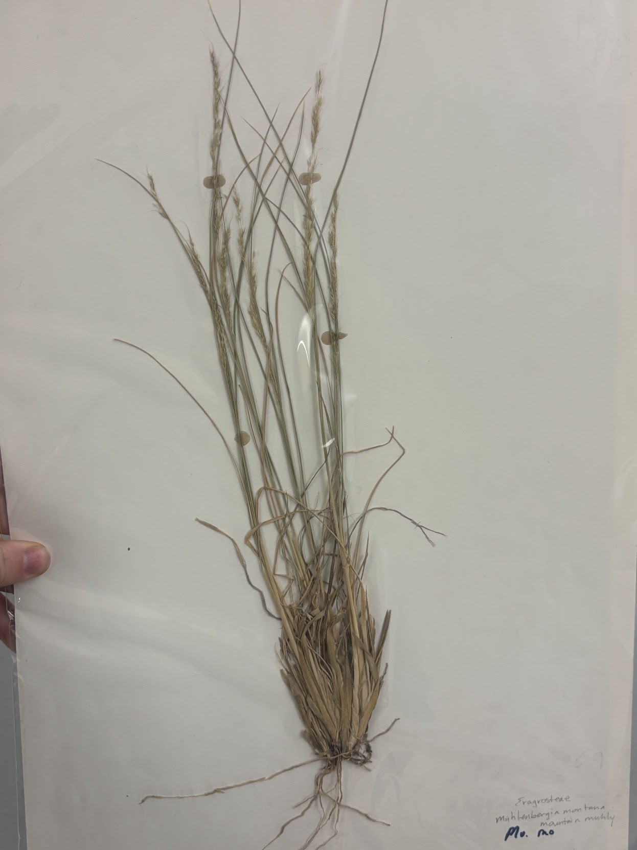 <p> Eragrosteae - Muhlenbergia Montana - Mountain Muhly </p>