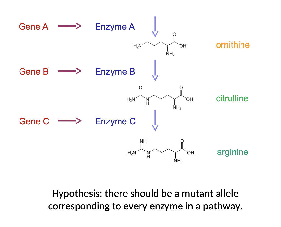 <ul><li><p>expanded on Garrod’s idea</p></li><li><p>if genes make proteins (enzymes) then we should be able to find a mutant corresponding to every enzyme in a pathway</p></li></ul><p></p><p>One-gene, one-enzyme hypothesis → one-gene, one-protein</p>