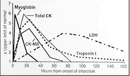 <p>Enzymes released by heart when damaged (Myocyte Necrosis)</p><ul><li><p>Myoglobin</p></li><li><p><strong>CK-MB: detected after 2-3 hrs</strong></p></li><li><p><strong>Troponin I &amp; T: detected after 3-4 hours</strong></p></li><li><p>Creatine Kinase</p></li></ul><p></p><p><em>bold means its specific to MN</em></p>