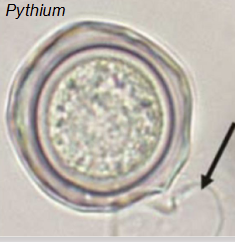 <p><strong>Thick</strong> walled (oomycete) survival structure</p><ul><li><p>Resting structure</p></li><li><p>Main function = ensure survival</p></li><li><p>Under right conditions can germinate</p></li></ul><p></p>