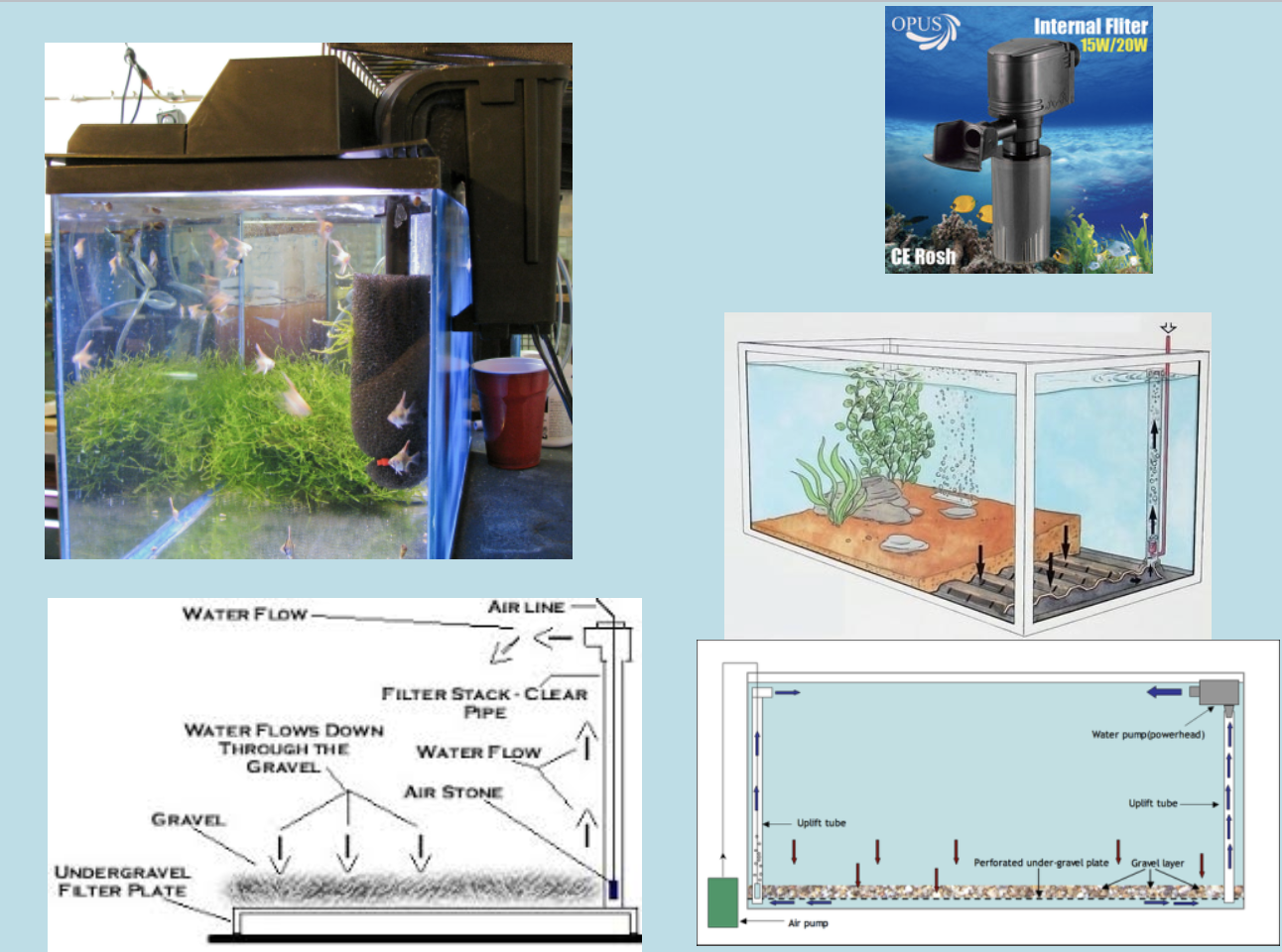 <p>(suspended matters; decomposed plants, feces, food, urine, dust and other impurities).</p><ul><li><p>Accumulation of this substance is very harmful to fish health and wellbeing; reduce light, prevent the uniform distribution of temp and O2, increase the incidence of diseases, and reduces the gills ability to absorb dissolved oxygen.</p></li><li><p></p><p>So, Water Filtration is very important Water Filter might be;a. Under bed or gravel (very important also for keeping nitrogen fixing bacteria b. inside or outside the aquarium with activated charcoal and filter wool</p></li></ul>