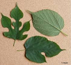 <p>what is the scientific name of red mulberry</p>