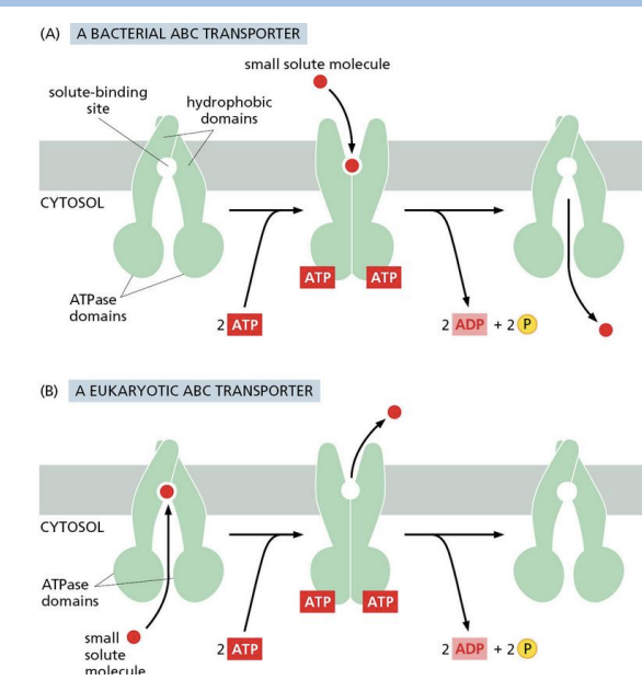 <p>ATP Binding Cassette, transport organic molecules</p><p></p><p>largest family of membrane transport proteins</p>
