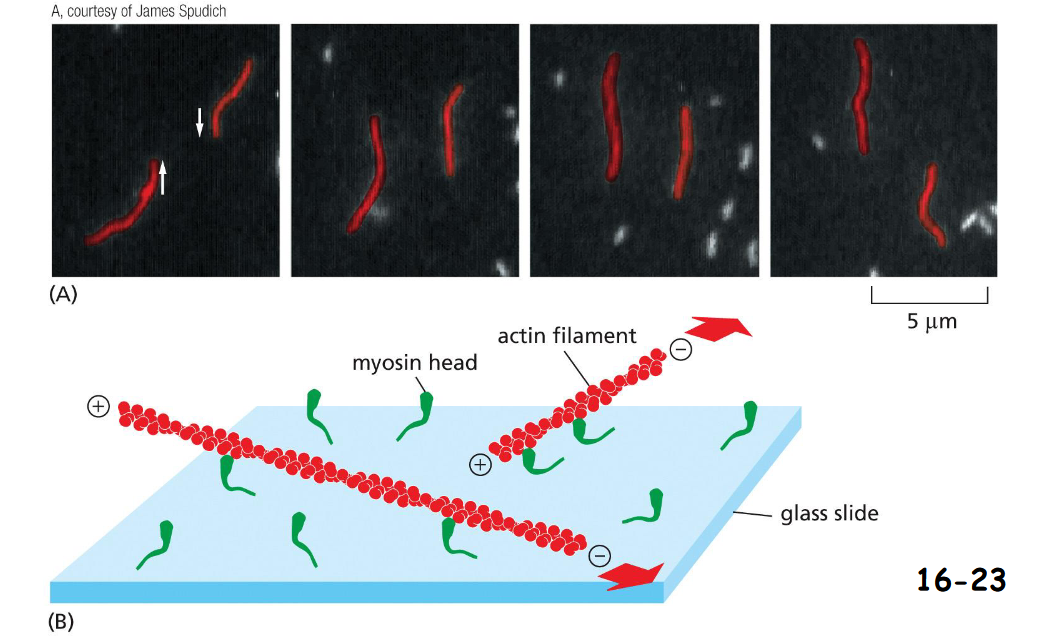 <p>Purified myosin heads were attached to a glass slide, and actin filaments labeled with fluorescent phalloidin were added to allow the two interact.</p><p>(A) When ATP was added, the actin filaments glide along the surface.</p><p>(B) The large red arrows indicate the directions of actin filament movement</p>
