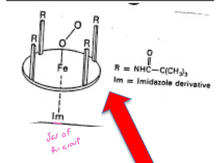 <p><strong><span style="color: blue">“Picket fence” Porphyrin</span></strong></p><ul><li><p>Porphyrin ring</p></li><li><p>4 pyrrole Nitrogen forming the 4 coordination links to the iron atom </p></li><li><p>Imidazole molecule forming the 5th coordination link (mimicking R-group of histidine)</p></li><li><p>Ring had <mark data-color="yellow">big bulky substituents</mark> built into the structure</p></li></ul>