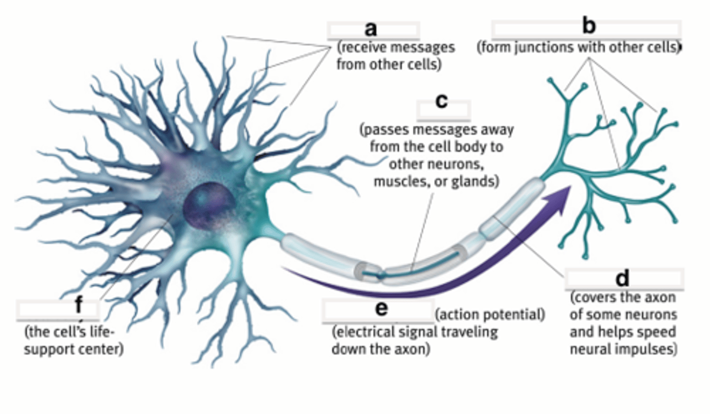 <p>a brief electrical charge that travels down an axon</p>