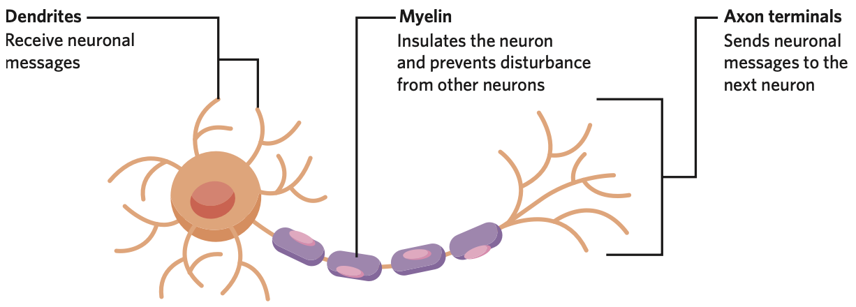 * dendrites
* axon
* soma/cell body
* axon terminal
* myelin sheath
* synapse