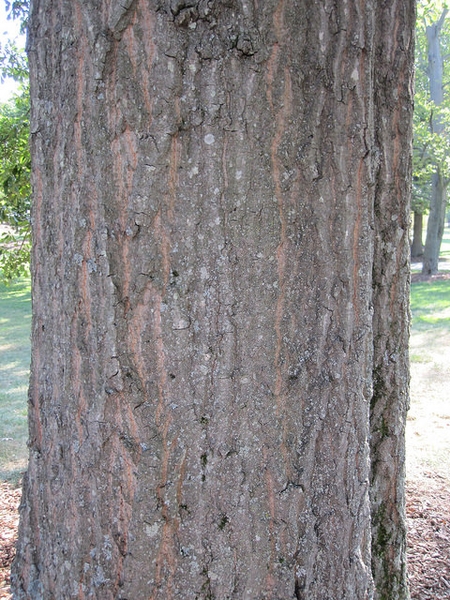 <p>water oak, Quercus nigra (Fagaceae)</p>
