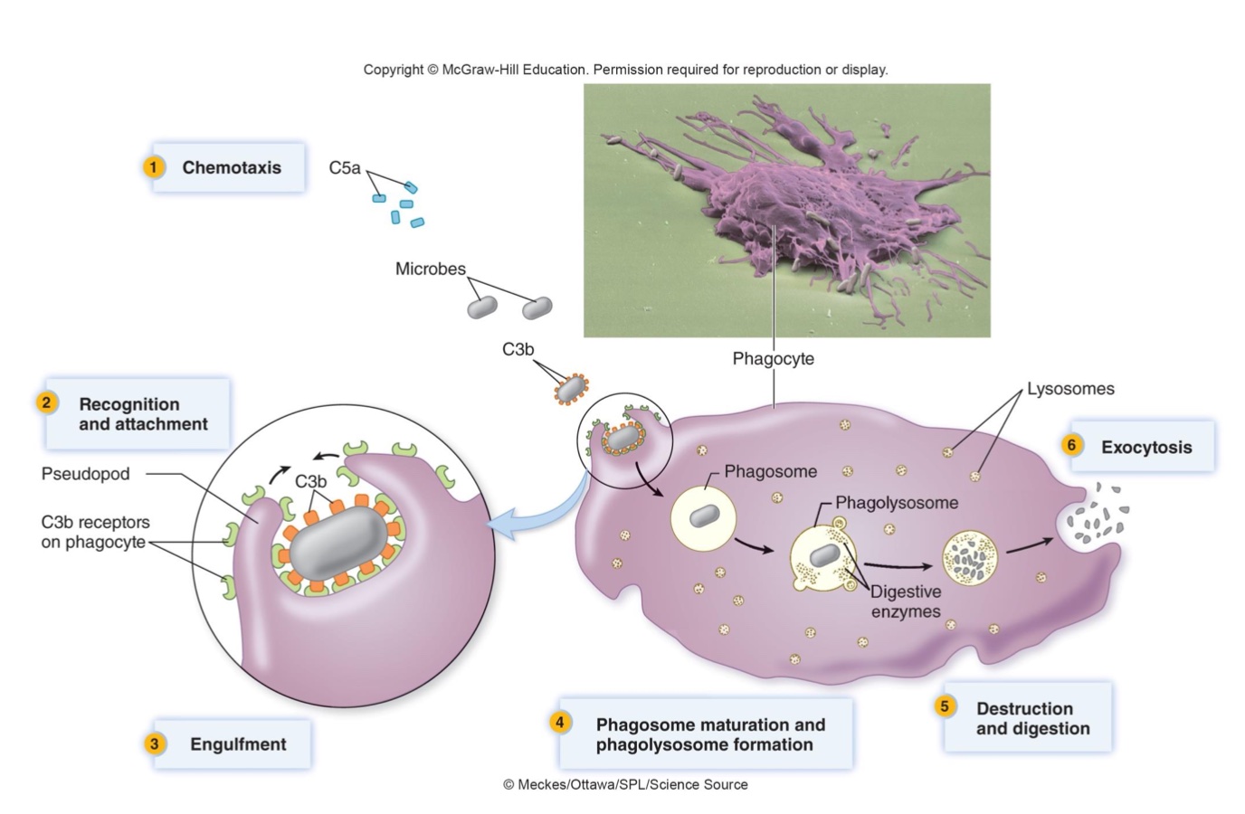 Travel in Lymph and Blood, and may move out of vessels and into tissue

cells that move throughout the body engulfing and destroying bacteria 

Produce cytokines

white cells