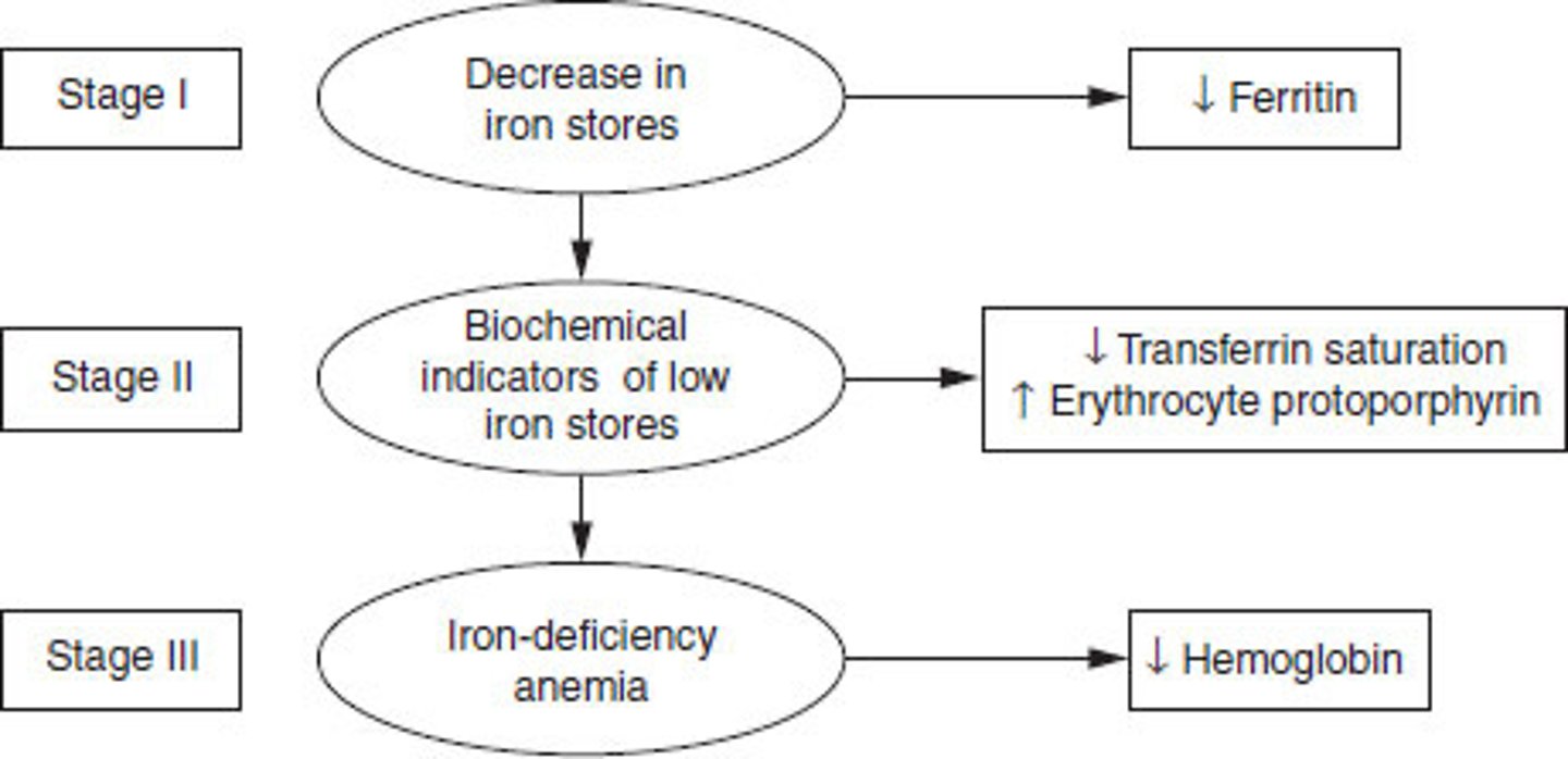 <p>- Storage Iron depletion<br>- Transport Iron Depletion<br>- Functional Iron Depletion</p>