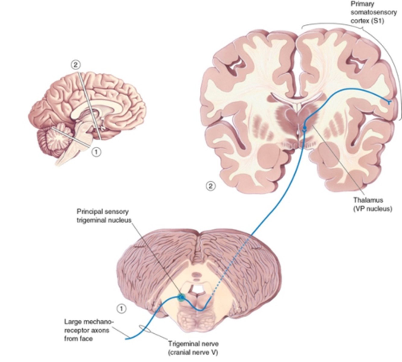 <p>Carries pain and temperature information from the face and head.<br><br>1. Primary afferent innervates 2nd order neurons in spinal trigeminal nucleus<br><br>2. Decussates<br><br>3. Ascends to thalamus</p>