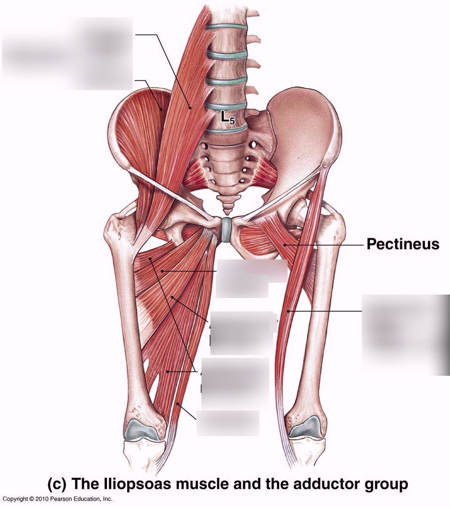<p></p><p>What thigh muscles medial rotate the hip hint there are 9 </p>