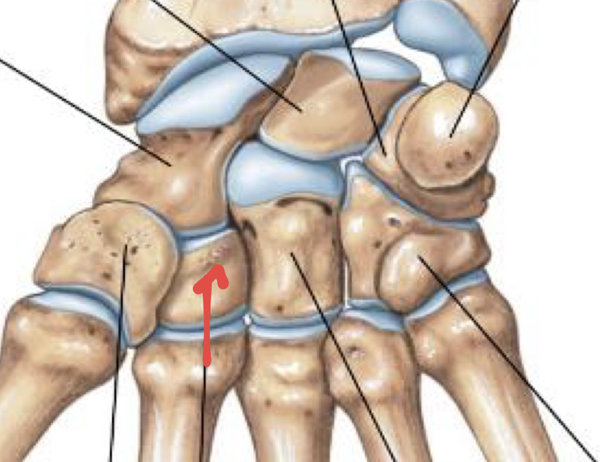 <p>what is this part of the hand?</p>