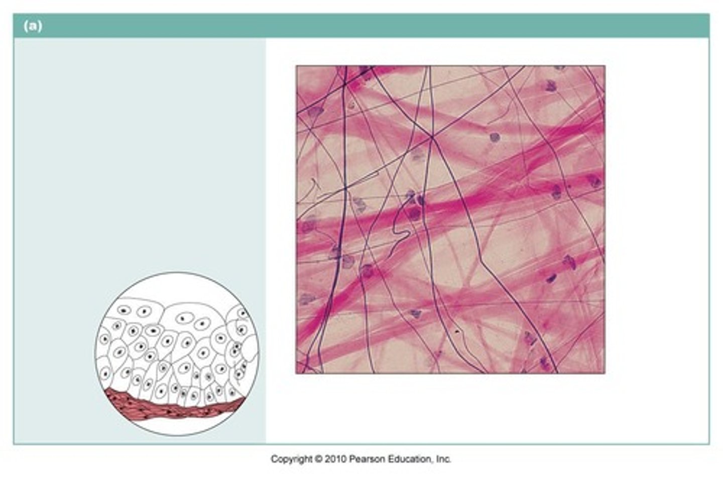 <p>Loose arrangement of fibers and cells in a large amount of ground substance.</p><p>Function: Wraps and cushions organs. Composes basement membranes.</p><p>Location: Widely distributed under epithelia of body. It is found underlying epithelial tissue, between muscles, and under the skin (in the subcutaneous tissue).</p>