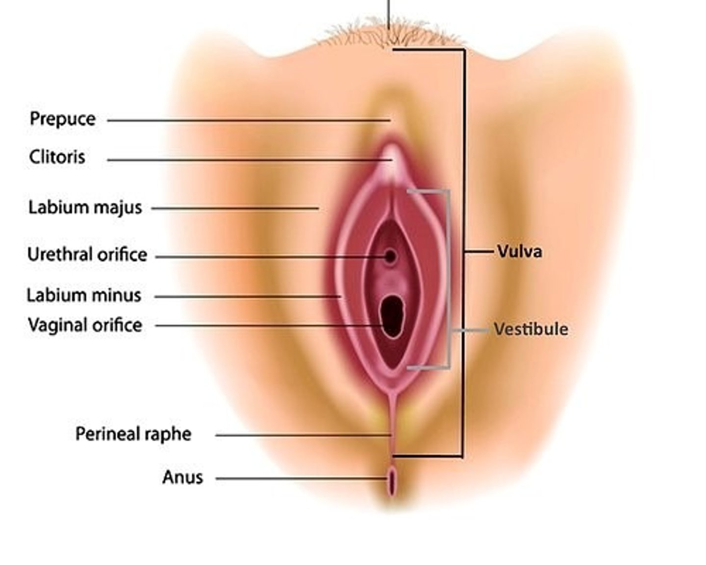 <p>space enclosed by the labia minora</p>