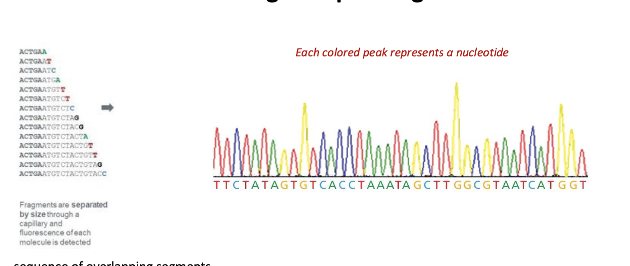 <ul><li><p>each colored peak = nucleotide</p></li><li><p>sequence of overlapping segments</p></li><li><p>longer sequence are assembled from shorter pieces</p></li></ul><p></p>