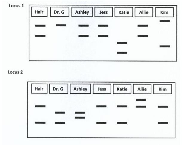 Dr. Gardner had a chocolate bar on her desk this morning. When she looked for it after lunch, she noticed it was missing, but she found a hair on her desk. She collected DNA from the hair and from each of her TAs in hopes of finding the guilty party. She amplified two STR regions from the hair, herself, and her 5 TAs. She separated the amplified fragments on a gel. The results are shown below. 

Select all who could have left the hair on Dr. Gardner's desk based on these data.