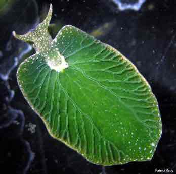 <p>Solar powered sea slug</p>