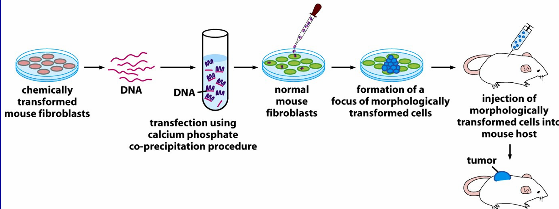 <p>it introduces individual genes into cells </p><p>involves formation of a complex between DNA and calcium salt which precipiates the DDNA which when added to cells is taken up  via pinocytosis and escapes into the cell cytosol where it can enter the nucleas and become expressed</p><p>individual mutations may produce features of transformed cells without full transformation</p>