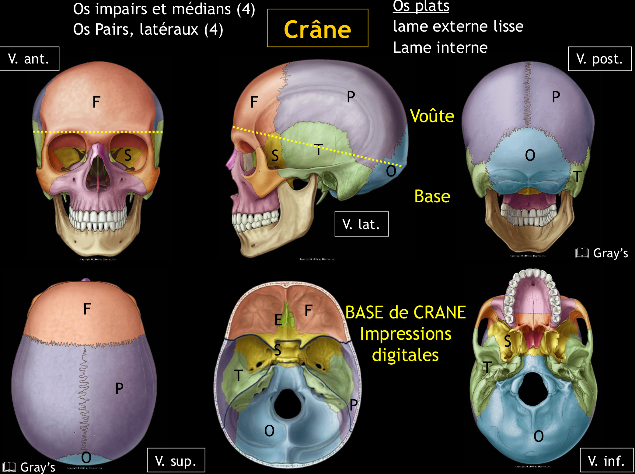 <p>L’os ethmoïde est situé à la base du crâne, entre l’incisure ethmoïdale de l’os frontal et le corps de l’os sphénoïde.</p>