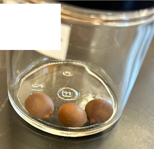 <p>Family? Genus?</p>