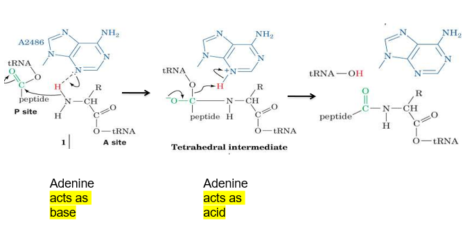 <p>adenine can act as a base first and deprotonate the amine group of one amino acid, allowing it to form a bond with the carbonyl group of another amino acid (attached to tRNA)</p><p>then the carbonyl group is reformed (from negative O), and the O binding tRNA to the amino acid breaks away from tRNA as it regains its H from protonated adenine, making carboxyl group</p>