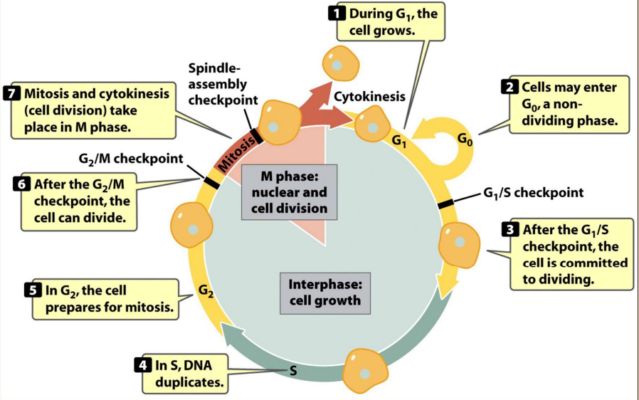 - Molecular decision made at Step 3
-- DNA mechanisms need to fix nucleotides 
