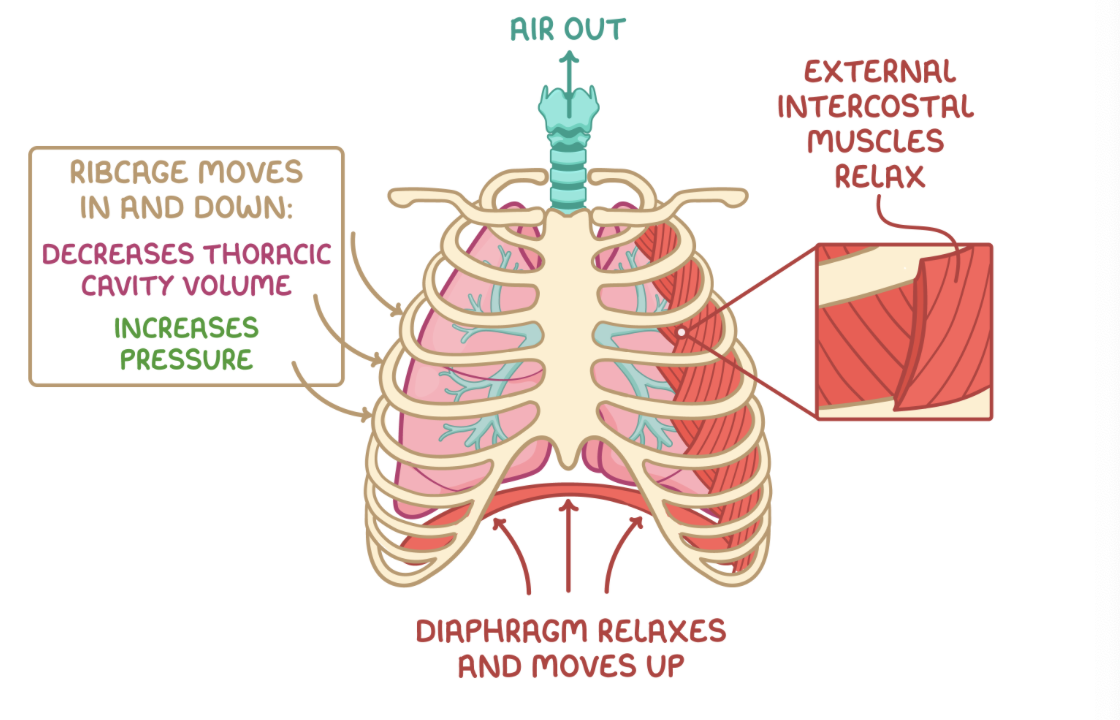 <p>Normal expiration at rest is a passive process so it does not require energy.</p><p style="text-align: left;">However, expiration can be forced by contracting the internal intercostal muscles to actively pull the ribcage down and in, forcing more air out.</p><p style="text-align: left;"><strong>During expiration:</strong></p><ol><li><p><strong>The external intercostal muscles relax, moving the ribcage&nbsp;down and in.</strong></p></li><li><p><strong>The volume of the thoracic cavity decreases.</strong></p></li><li><p><strong>The diaphragm relaxes and unflattens, further decreasing the volume of the thoracic cavity.</strong></p></li><li><p><strong>The lung pressure increases above atmospheric pressure.</strong></p></li><li><p><strong>Air is forced out of the lungs down the pressure gradient.</strong></p></li></ol><p>Elastic fibres in the alveoli also shrink and recoil back to their original shape when the thoracic cavity volume decreases.</p><p style="text-align: left;">This increases the pulmonary pressure and helps to push air out of the lungs.</p>