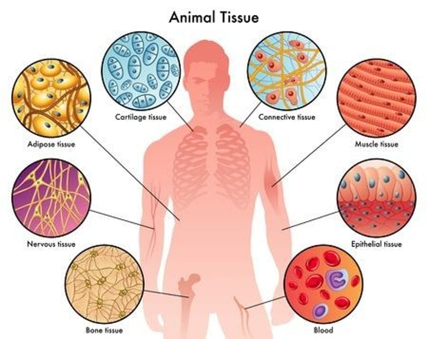 <p>Tissues that form sheets and cover the outer surface of the body, lining body cavities, and forming certain glands.</p>