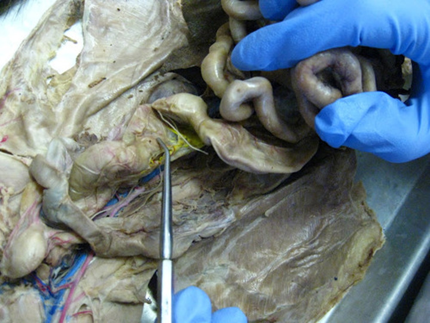 <p>what organ is this</p>