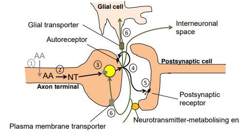 <ol><li><p>precursor uptake e.g. amino acid</p></li><li><p>NT synthesis</p></li><li><p>NT uptake into vesicles</p></li><li><p>NT release into synaptic cleft</p></li><li><p>receptor binding - post synaptic and pre synaptic cell</p></li><li><p>inactivation of NT</p></li></ol><p></p>