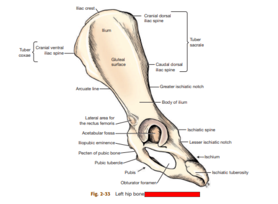 <p>What view of the hip is this?&nbsp;</p>