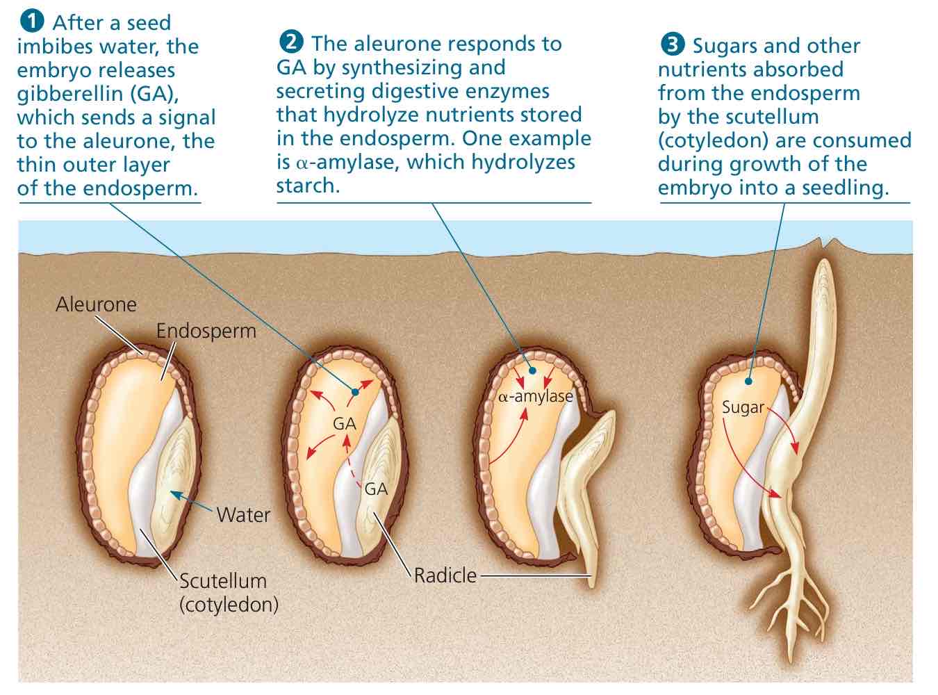 <p>Water comes in, triggers production and release of gibberellins produced by embryo, and germination occurs.</p>