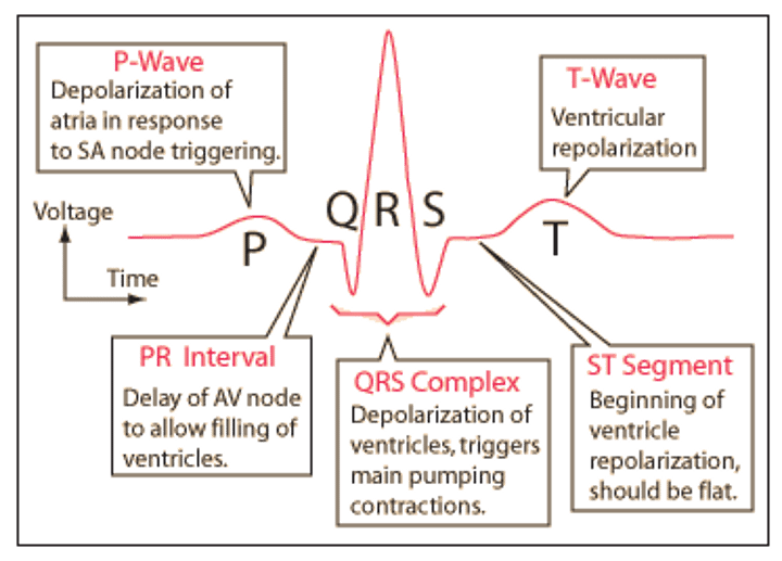 <p>P wave, QRS complex, T wave</p>