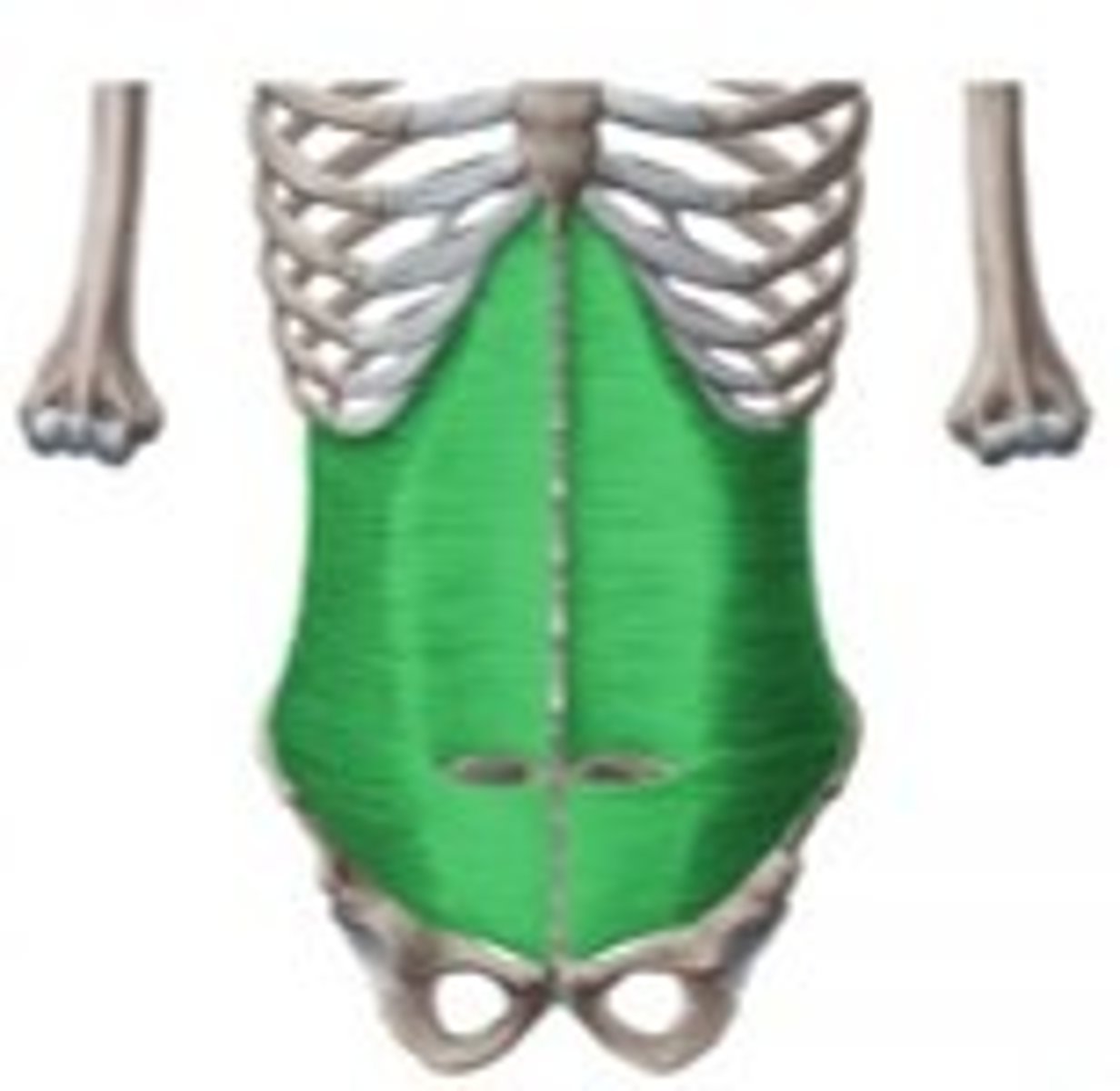 <p>1. linea alba</p><p>2. pubic crest</p>