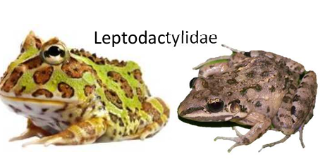 <p>membranas interdigitales reducidas<br>algunos parecen ranas, otros parecen sapos<br>con dientes</p>