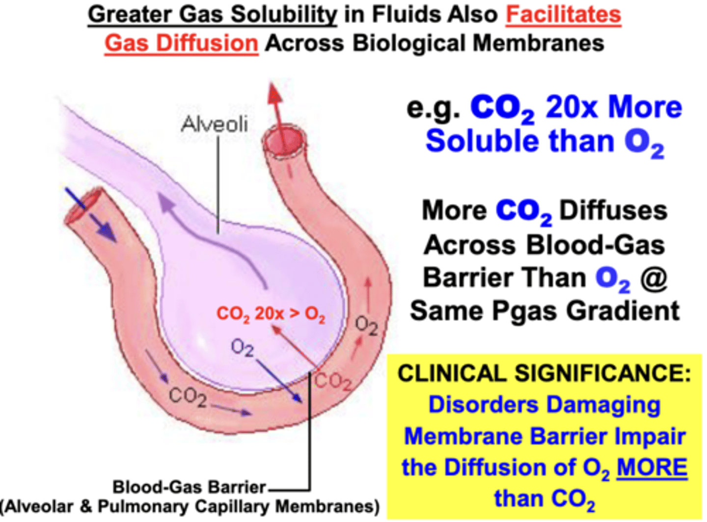 <p>gas diffusion across biological membranes</p><p>- Higher solubility gases diffuse more easily across membrane barriers than lower solubility gases</p><p>- ex. CO2 is 20x more soluble than O2</p><p>- 20x more CO2 than O2 can diffuse across the blood-gas barrier at the same partial pressure gradient (if only solubility properties are considered)</p>