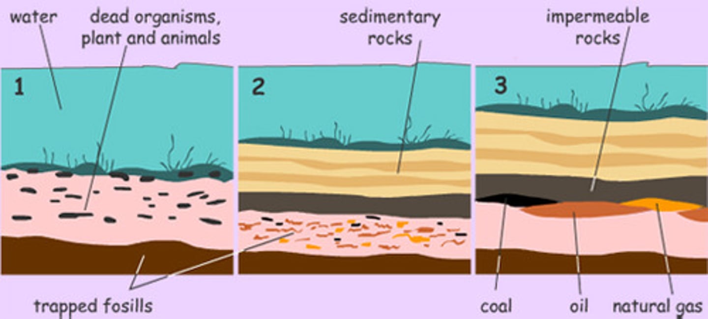 <p>A fuel formed in the earth from dead plants or animals.</p>