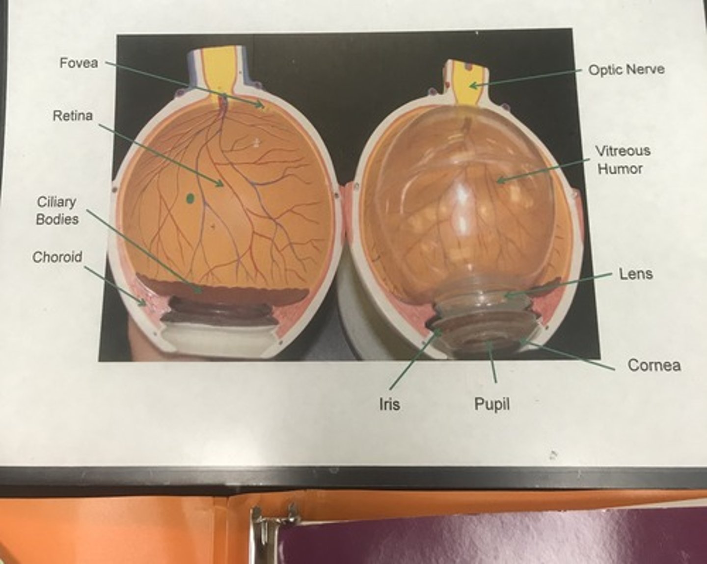 <p>Name the model</p>