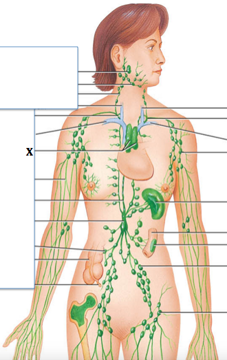 <p>Identify the structure labeled with "<strong>X</strong>"</p>
