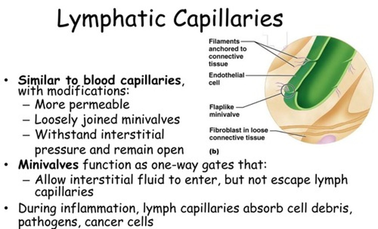 <p>They are blind-ended vessels that absorb excess tissue fluid.</p>