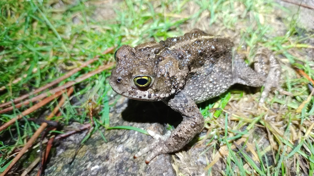<p>Bufo calamita</p>