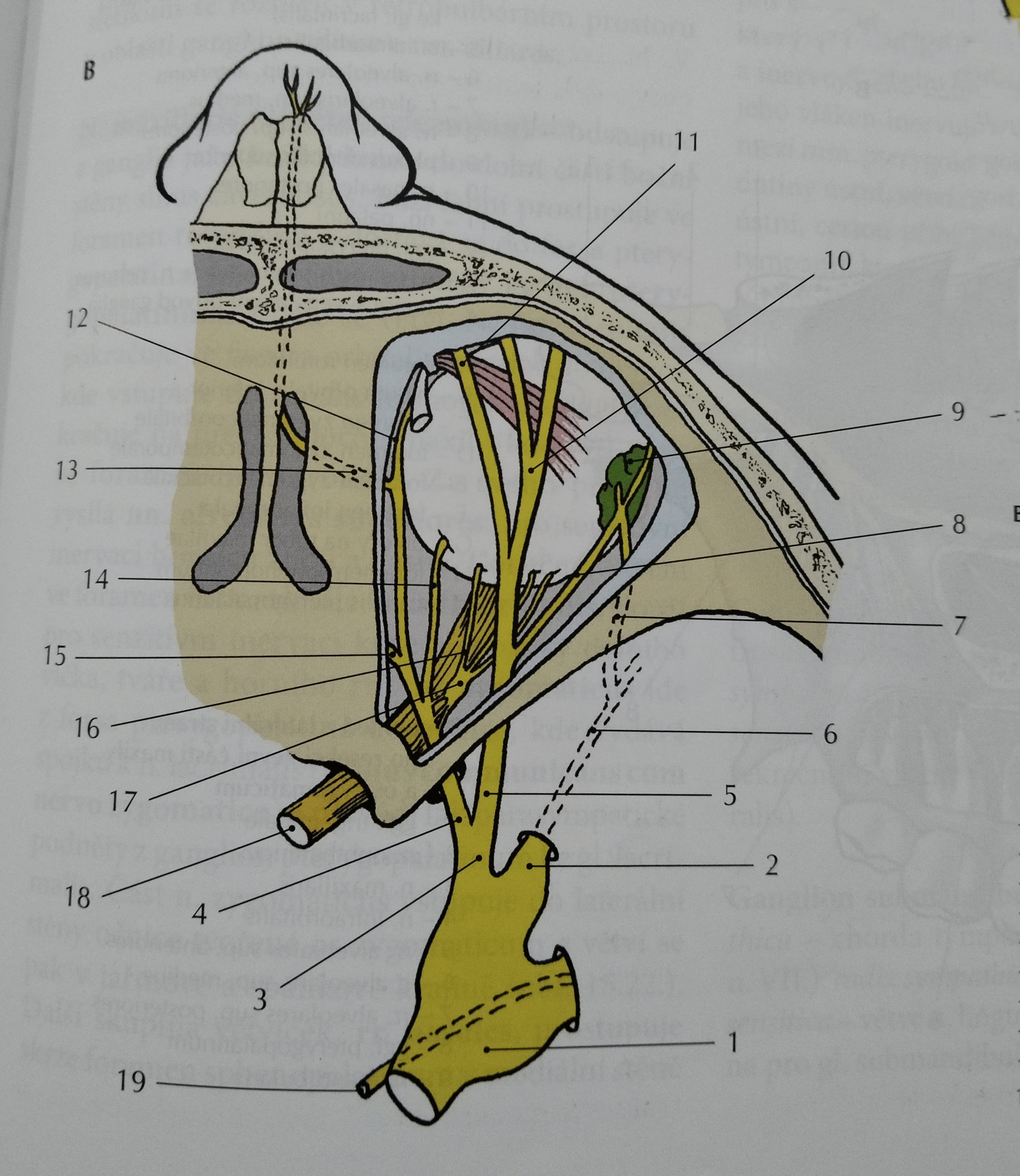 <p>15</p>