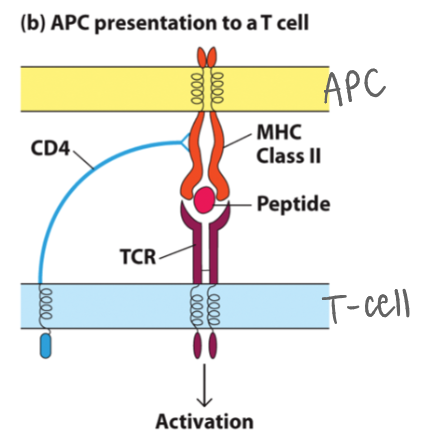 <p><strong>Injury in big toe:</strong></p><p>Immune cells are in _.</p><p>_ in toe migrate to ^, “calling and describing” injury to (CD4+) T cells</p>