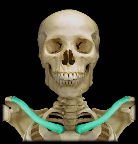 the bone that connects the breastplate (sternum) to the shoulder.
(think should bone-facing towards the front, like a shoulder collarbone)