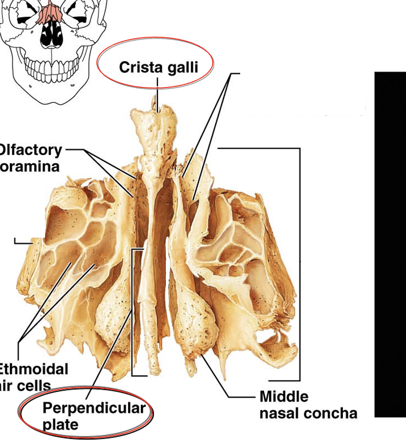 <p>Structures in the nasal cavity that help circulate air.</p>