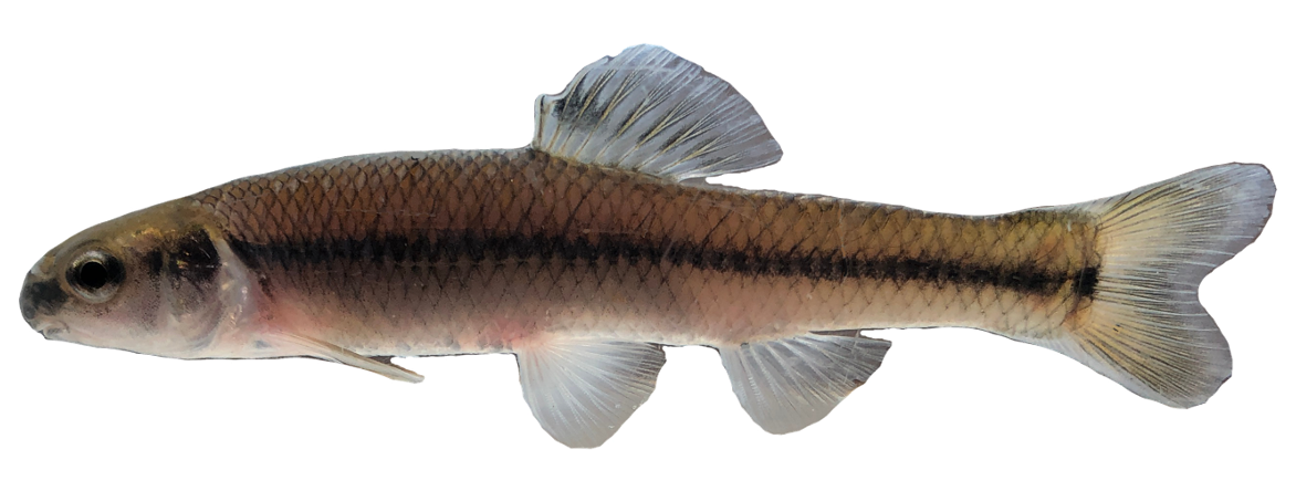 <p><span>-Blunt nose</span></p><p style="text-align: left;"><span>-Crowded scales behind head</span></p><p style="text-align: left;"><span>-Dark Lateral stripe and Caudal spot</span></p>