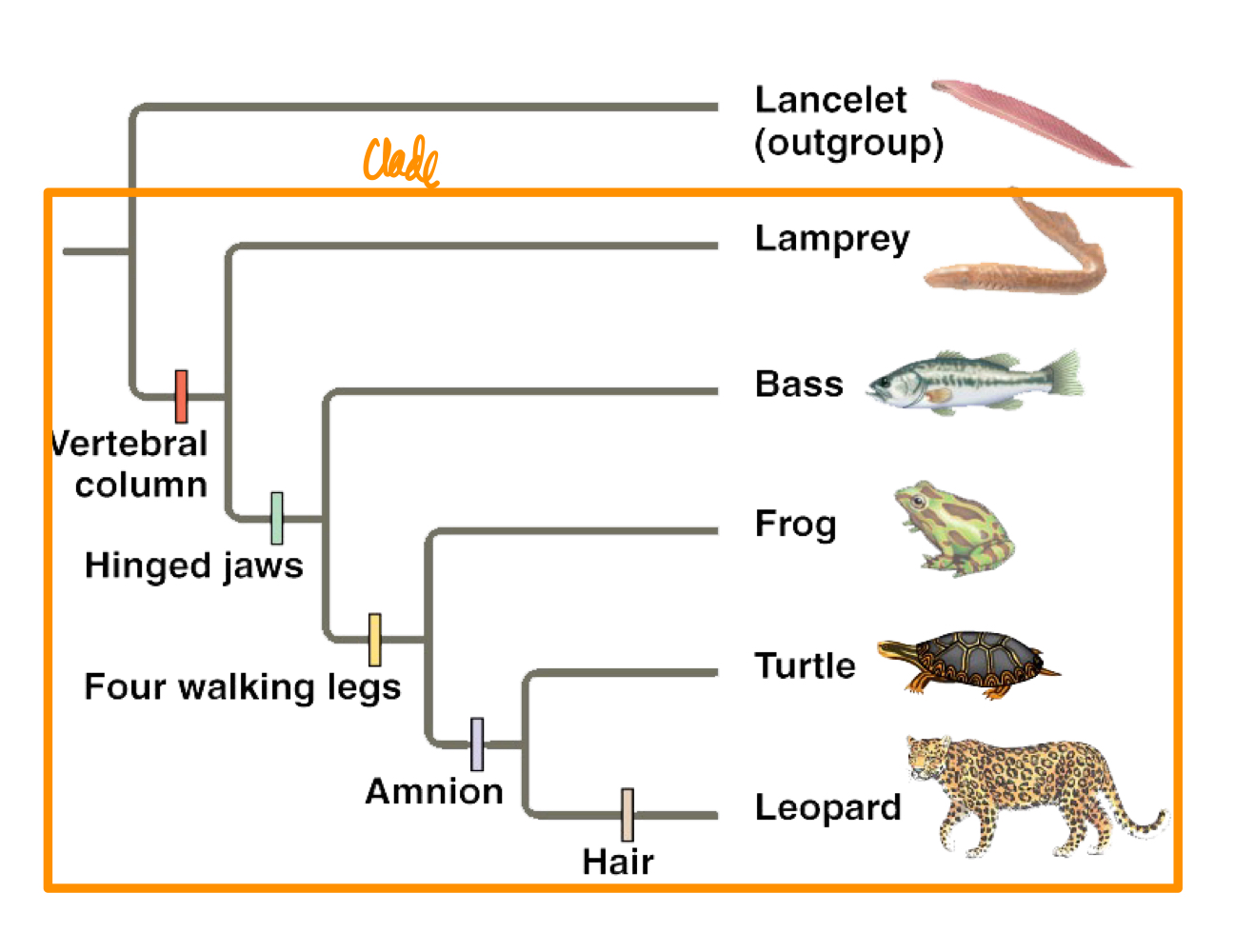 <p>Method of organizing species into clades based on common characteristics, with the clades being groups of related organisms.</p>