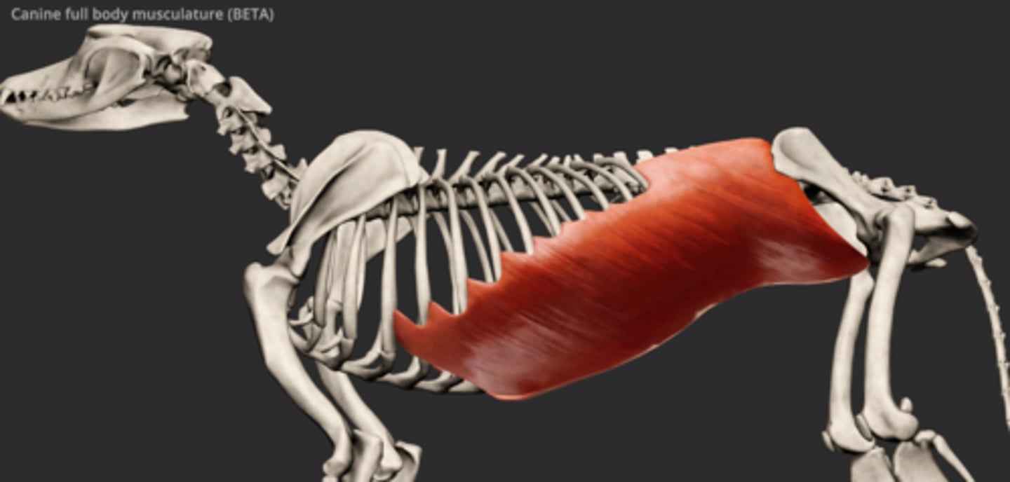 <p>Abdominal cavity muscles:</p><p>Origin: costal arch, thoracolumbar fascia</p><p>Insertion: linea alba, prepubic tendon</p>